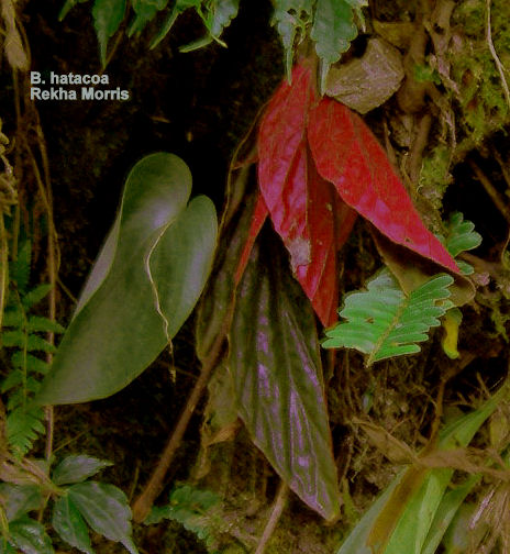B. hatacoa var. hatacoa